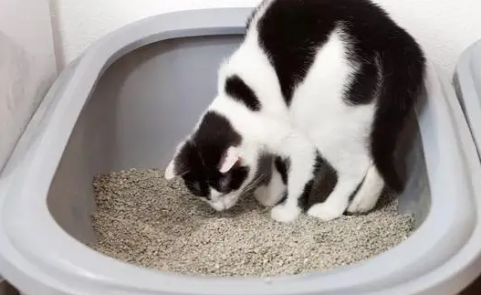 littlepets猫砂盆好吗