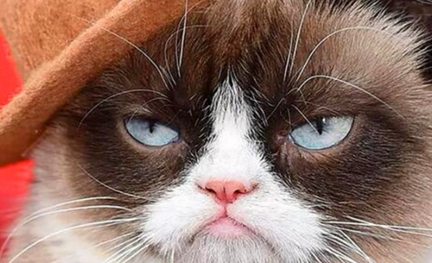 世界上身价最高的猫，不爽猫身价超过6亿元，仍旧摆着一副臭脸！