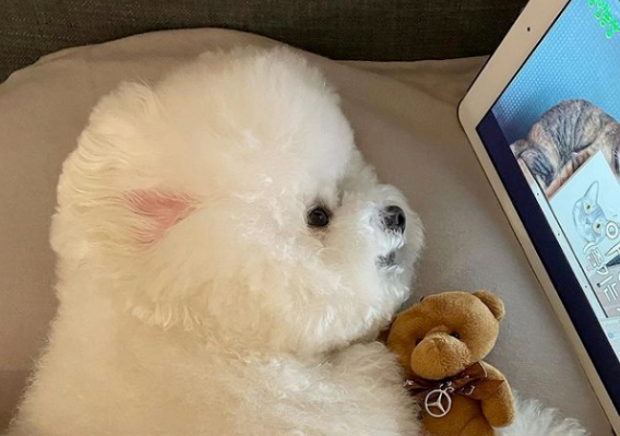 可爱的比熊犬能有多吓人?!它邪魅一笑:爱我你怕了吗? 可爱的比熊犬能有多吓人?!它邪魅一笑:爱我你怕了吗?