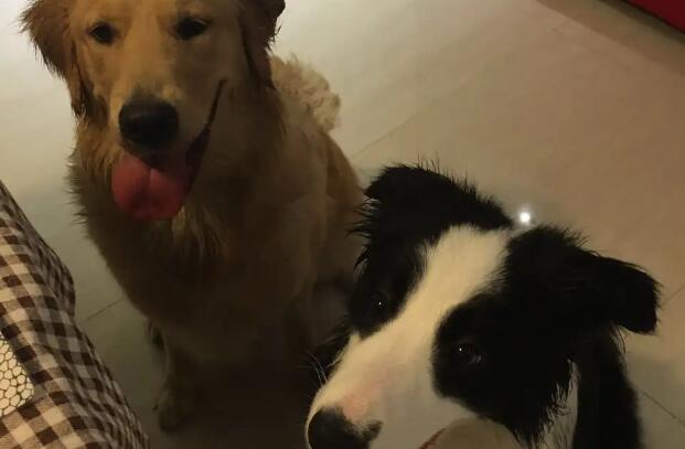 边牧和金毛哪个好