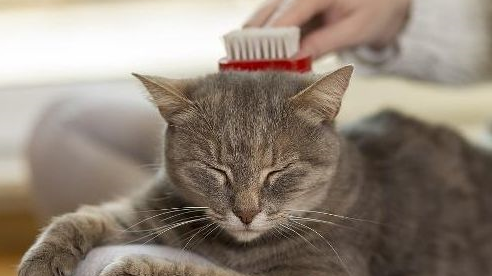 主人给猫咪梳毛，它竟爽出了飞机耳