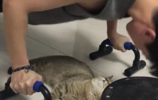 把猫咪托付给男友,回来却看到这幕,猫:救猫啊,有人要“非礼” 把猫咪托付给男友,回来却看到这幕,猫:救猫啊,有人要“非礼”