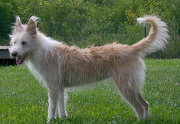 葡萄牙波登可犬好养吗 饲养难度不大