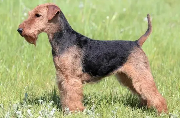 威尔士梗掉毛吗？处理该犬掉毛的措施分享