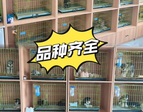 杭州宠物猫狗交易市场来了,杭州买狗买猫了 杭州宠物猫狗交易市场来了,杭州买狗买猫了