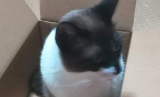 把纸箱交给猫的下场!不对,这不是我以为会看到的结果啊