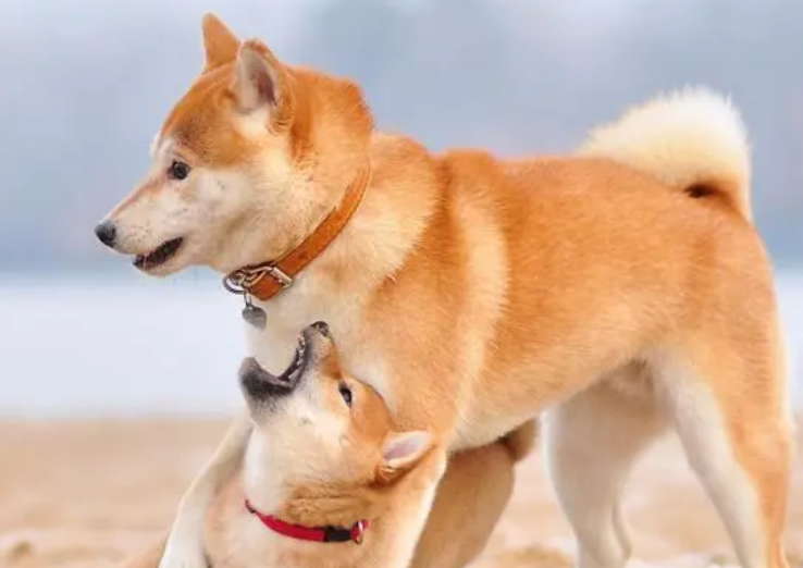 现在柴犬的市价大概多少钱 现在柴犬的市价大概多少钱