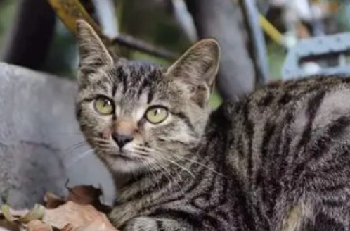 加州闪亮猫异食癖怎么治疗 异食癖治疗方法 加州闪亮猫异食癖怎么治疗 异食癖治疗方法