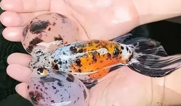 水泡金鱼：国粹金鱼的精华，最难养的金鱼之一