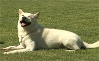 珍岛犬：“一生只有一位主人”