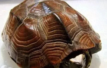 墨龟,你真正了解吗? 墨龟,你真正了解吗?