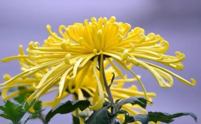 菊花是身体的哪个部位