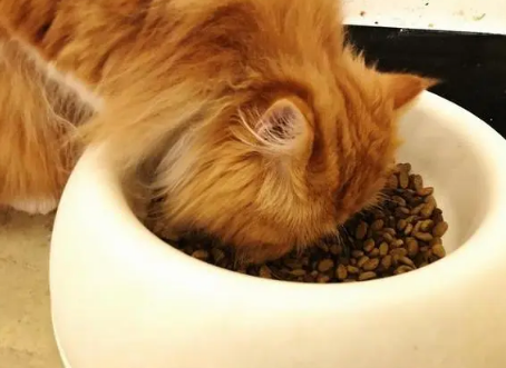 猫能吃巧克力吗?吃了会死吗?一文看懂猫咪为什么不能吃巧克力! 猫能吃巧克力吗?吃了会死吗?一文看懂猫咪为什么不能吃巧克力!