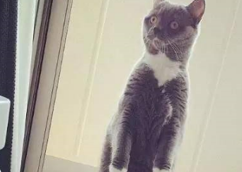 猫咪睡着后,铲屎官偷偷拍下它们的睡姿,发现养了一只假猫! 猫咪睡着后,铲屎官偷偷拍下它们的睡姿,发现养了一只假猫!