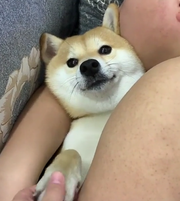 看男友抱柴犬睡觉主人吃醋,结果它还“抛媚眼”,网友:宣誓主权 看男友抱柴犬睡觉主人吃醋,结果它还“抛媚眼”,网友:宣誓主权