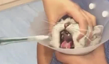 猫咪生病了被主人送医院看病,抵触打针,但是吃药的过程很享受! 猫咪生病了被主人送医院看病,抵触打针,但是吃药的过程很享受!