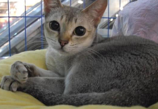 夏尔特猫对比英短银渐层(夏特尔猫和英短猫的区别) 夏尔特猫对比英短银渐层(夏特尔猫和英短猫的区别)