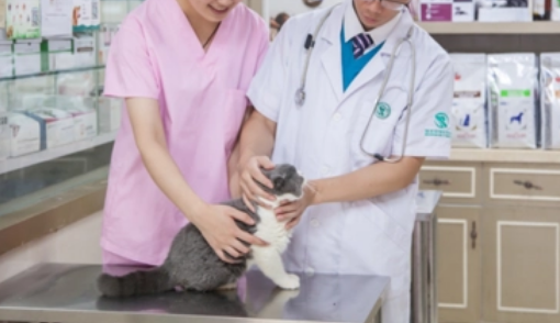 宠法·言：宠物医院诊疗废弃物处理的合规要点