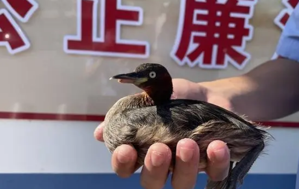 国家二级保护动物鸊鷉受伤,黄石警民联手紧急救治 国家二级保护动物鸊鷉受伤,黄石警民联手紧急救治