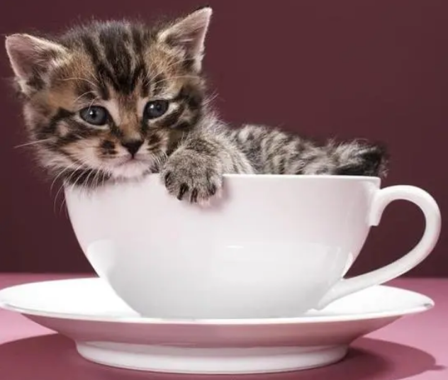 茶杯猫的价格 茶杯猫的价格是多少 茶杯猫的价格 茶杯猫的价格是多少