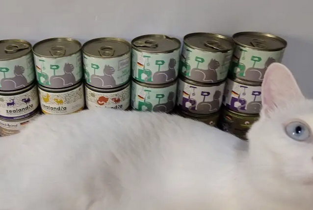 猫咪罐头补充营养，有哪些需要注意的事项？