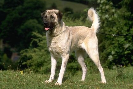 安娜图牧羊犬哪里卖?正规的宠物交易市场 安娜图牧羊犬哪里卖?正规的宠物交易市场