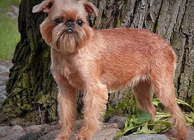 布鲁塞尔粗毛猎犬哪里卖?身体强健 容易饲养 布鲁塞尔粗毛猎犬哪里卖?身体强健 容易饲养