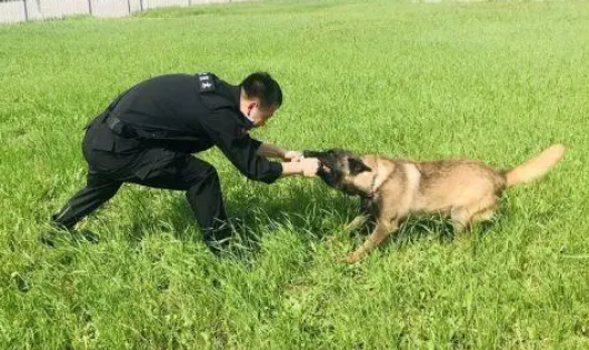 缉毒犬是怎样成功“考编”的?过程太励志! 缉毒犬是怎样成功“考编”的?过程太励志!