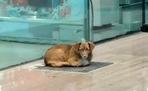 忠犬飞机场等主人一年,把塑料瓶当玩具,结果主人没来它就成了家 忠犬飞机场等主人一年,把塑料瓶当玩具,结果主人没来它就成了家