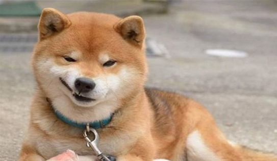 柴犬是中华田园犬的一种吗 柴犬是中华田园犬的一种吗