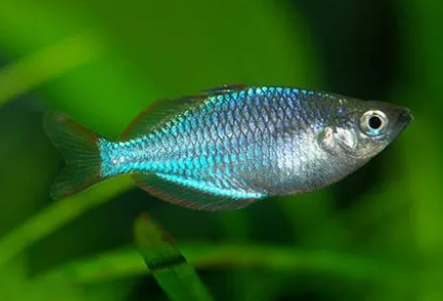 马达加斯加彩虹怎么养 水质弱碱性硬水 马达加斯加彩虹怎么养 水质弱碱性硬水