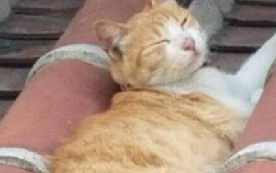 橘猫每日跑到寺庙，本以为它是诚心拜佛，结果却在房顶睡大觉！