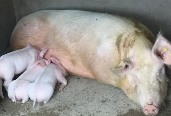 哺乳母猪能喂黄连解毒散吗