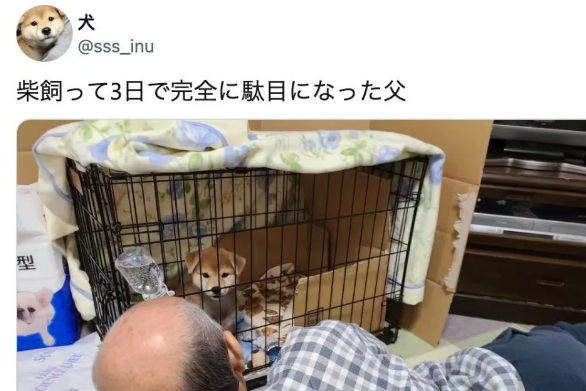 日本新晋网红柴犬出写真,每天等主人回家! 日本新晋网红柴犬出写真,每天等主人回家!