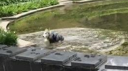主人刚给二哈洗完澡,二哈就一头扎进水池,主人:今晚吃狗肉火锅 主人刚给二哈洗完澡,二哈就一头扎进水池,主人:今晚吃狗肉火锅