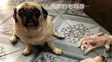 巴哥斗牛睡着了,很担心老母亲:带这个孩子很难 巴哥斗牛睡着了,很担心老母亲:带这个孩子很难