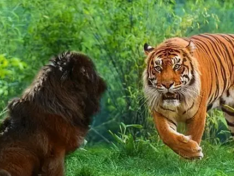 老虎大战藏獒 老虎大战藏獒