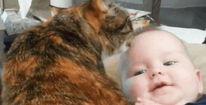 猫咪和小宝宝的第一次会面太萌了！这是在培养第二代铲屎官吗？