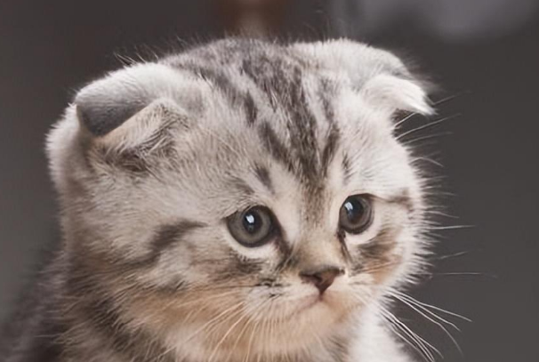 苏格兰折耳猫不能吃什么 猫咪喂养需谨慎 苏格兰折耳猫不能吃什么 猫咪喂养需谨慎