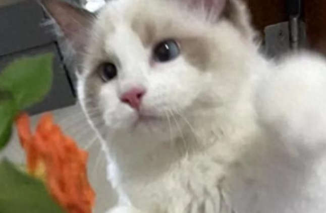 宠物猫售出后被抵押，债主找卖家退猫还钱
