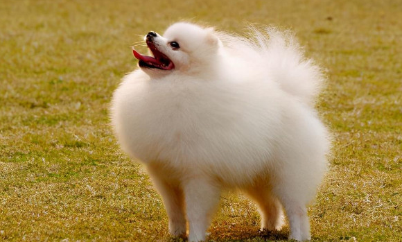 博美狗狗多少钱 博美狗狗多少钱
