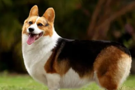 瑞典柯基犬和威尔士柯基的区别 瑞典柯基犬和威尔士柯基的区别