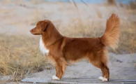 新斯科舍猎鸭寻猎犬好养吗?优缺点有哪些
