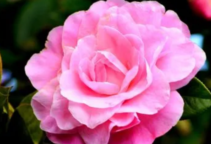 山茶花什么意思