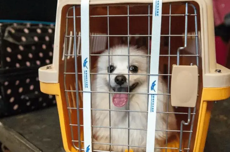 顺丰宠物托运电话多少