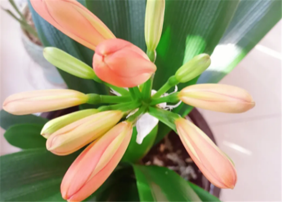 君子兰几月开始长花剑