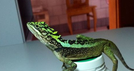 丽纹龙蜥饲养 主要以蟋蟀面包虫大麦虫和蟑螂为食 丽纹龙蜥饲养 主要以蟋蟀面包虫大麦虫和蟑螂为食