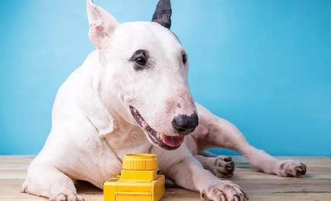 短毛狗怕冷吗,只是幼犬需要格外呵护 短毛狗怕冷吗,只是幼犬需要格外呵护
