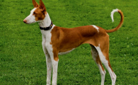 伊比赞猎犬吃什么？选择适合的狗粮种类