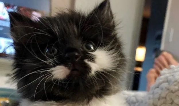圆脸猫睡午觉突然被东西砸醒，低头一看傻眼了：这不是在做梦吧！